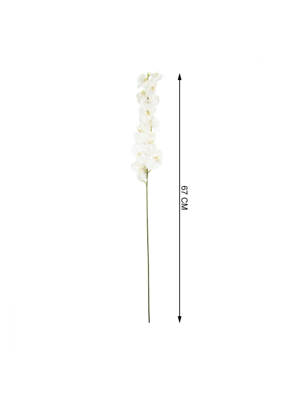 Phalaenopsis